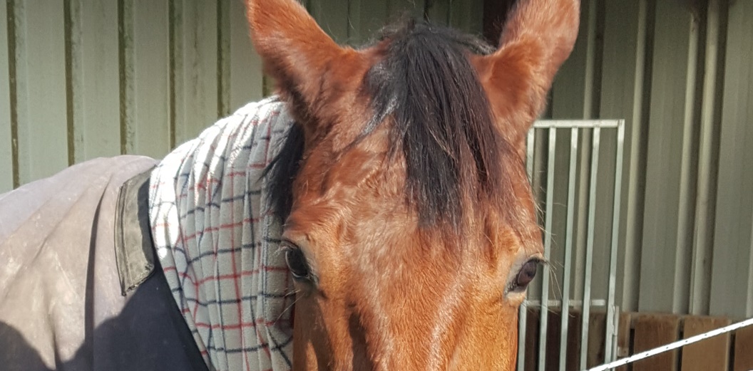 Horse Massage Ball – Affordable and Effective
