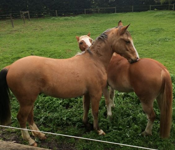 two horses bonding